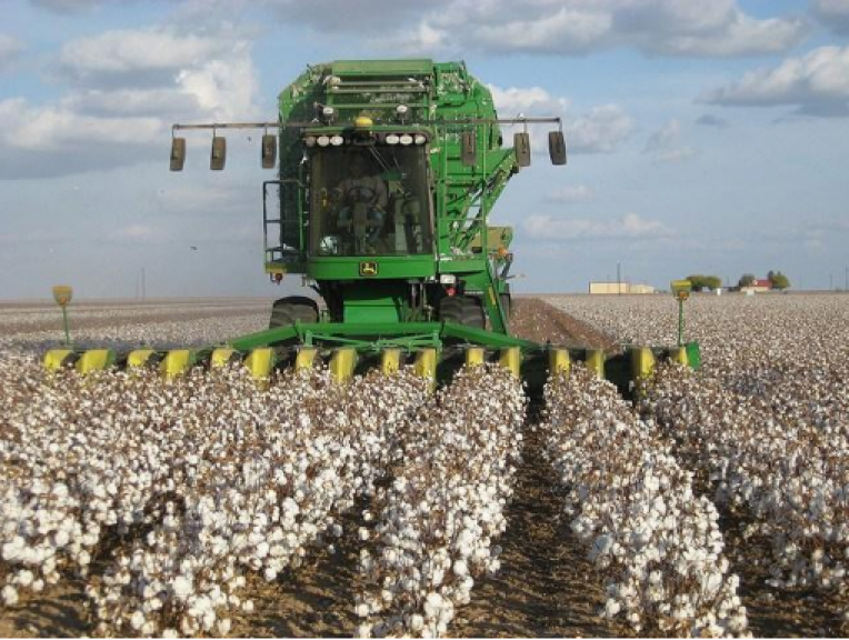 organic cotton